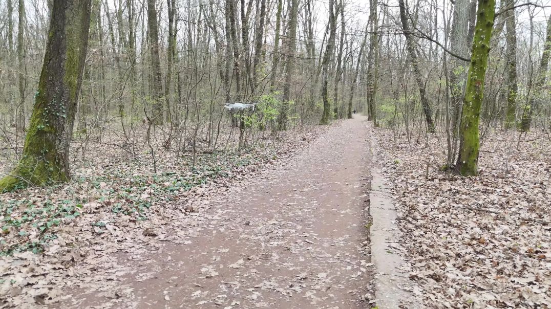 DJI MAVIC MINI crashed in the forest